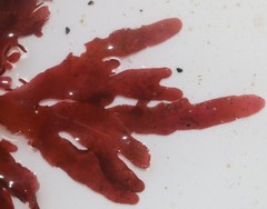 Botryocarpa prolifera