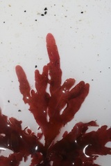 Botryocarpa prolifera