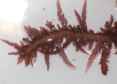 Carpoblepharis flaccida