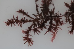 Carpoblepharis flaccida