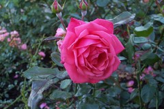 Rosa