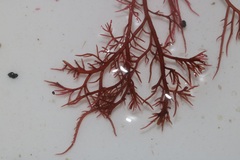 Hypnea ecklonii