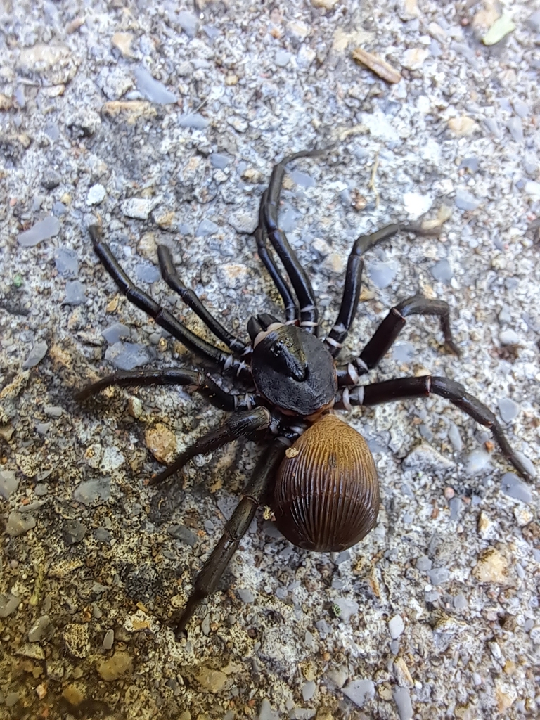 Ravine Trapdoor Spider from Temple on September 3, 2023 at 03:26 PM by ...