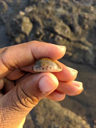 Erronea pallida