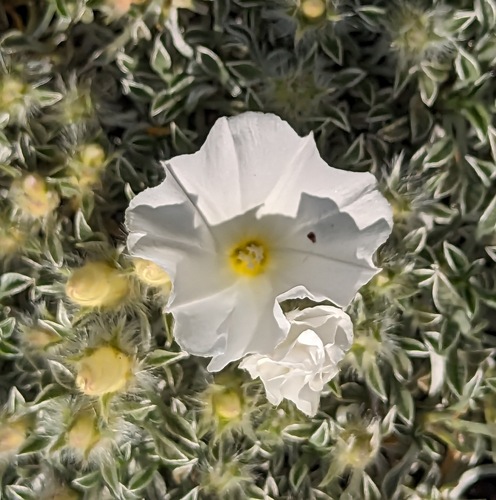 Convolvulus boissieri, photograph 1
