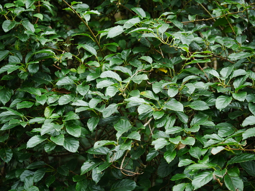 Image of Actinidia Callosa (Actinidia callosa) by (c) Jacy Chen, some rights reserved (CC BY)