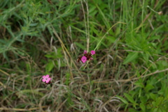 Dianthus pontederae