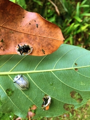 Aspidimorpha angolensis