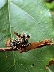 Aspidimorpha angolensis