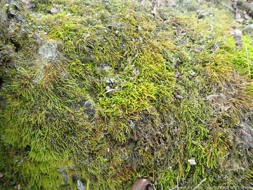 Platylomella lescurii, 2023-08-29