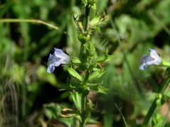 Salvia disermas
