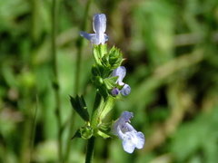 Salvia disermas