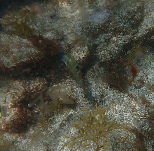 Ornate Wrasse (Thalassoma pavo)
