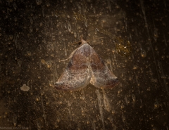 Mataeomera mesotaenia