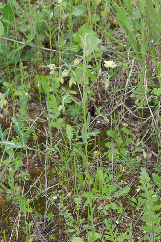 Helianthemum aegyptiacum (Helianthemum aegyptiacum)