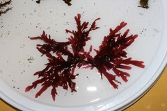 Botryocarpa prolifera