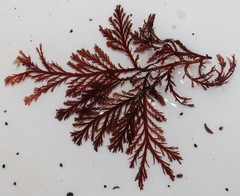 Pterosiphonia cloiophylla
