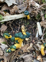 Leotia lubrica image