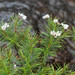 Sannantha pinifolia - Photo (c) Benoît Deniaud, μερικά δικαιώματα διατηρούνται (CC BY-NC-SA)