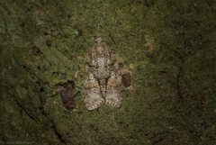 Polylopha epidesma