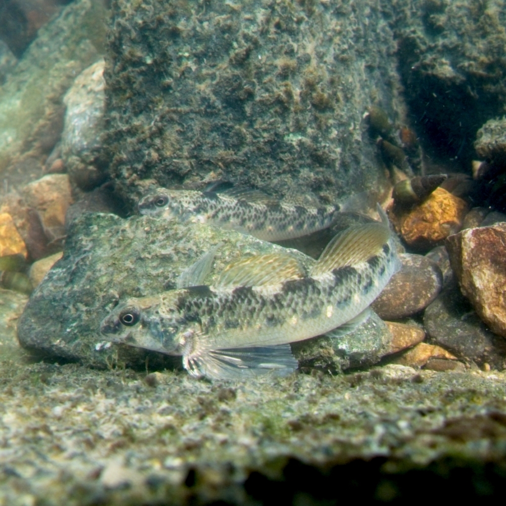 Longfin darter (Etheostoma longimanum) — Percidae