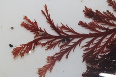 Pterosiphonia cloiophylla