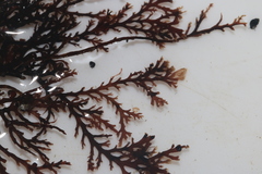 Pterosiphonia stangeri
