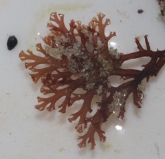 Pterosiphonia stangeri