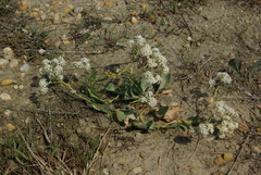 Lepidium cartilagineum
