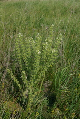 Salvia austriaca