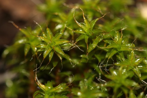 Syntrichia norvegica