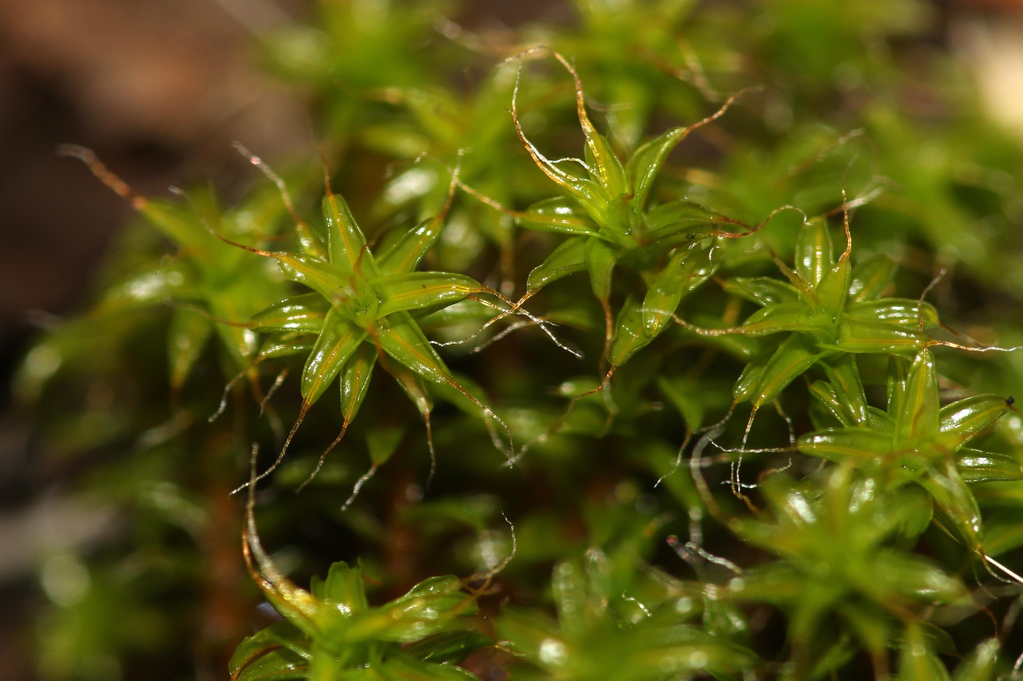 Syntrichia norvegica