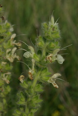 Salvia austriaca