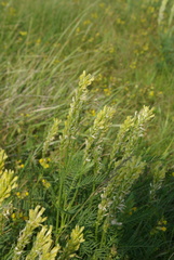 Astragalus asper