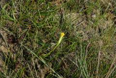 Scorzonera parviflora