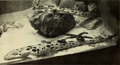 Papuan Epaulette Shark photo 3