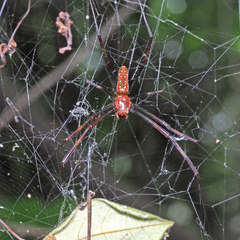 Trichonephila antipodiana