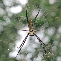 Trichonephila antipodiana