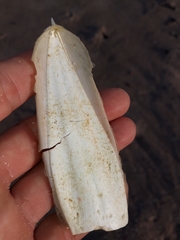 Sepia opipara