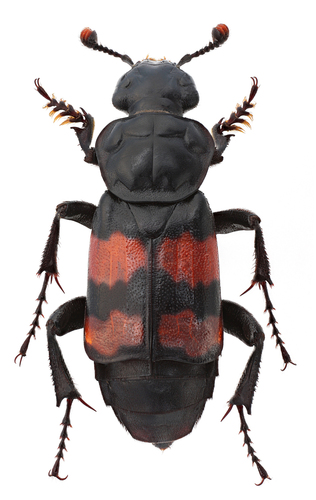 Nicrophorus sepultor
