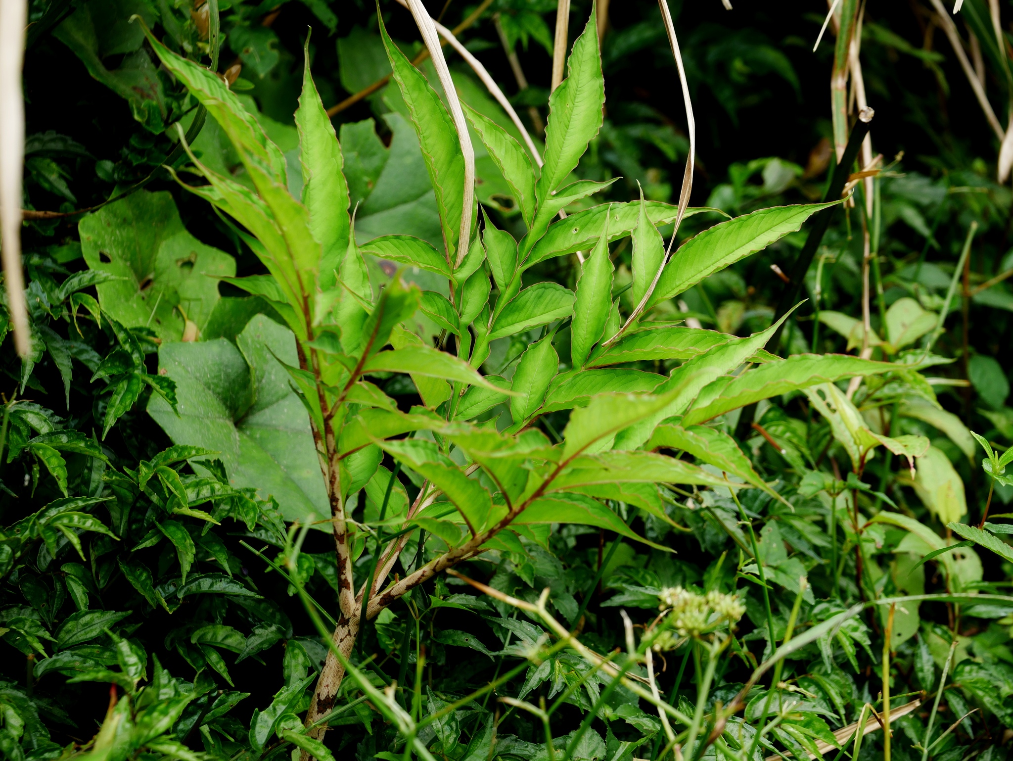 Amorphophallus konjac