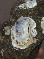 Ostrea stentina