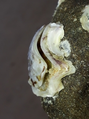 Ostrea stentina