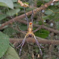 Trichonephila antipodiana