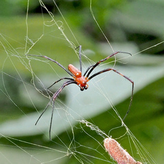Trichonephila antipodiana