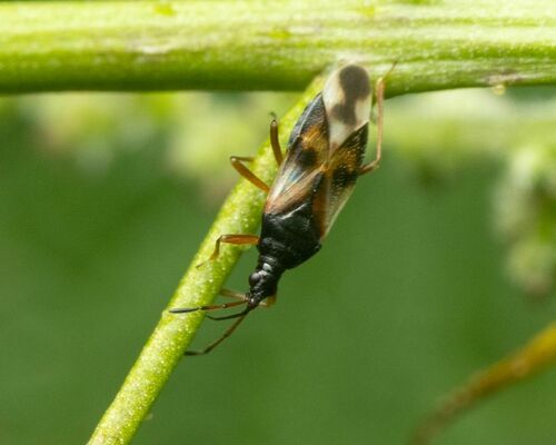 Common Flowerbug photo 5