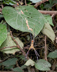 Trichonephila antipodiana