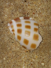 Phalium areola