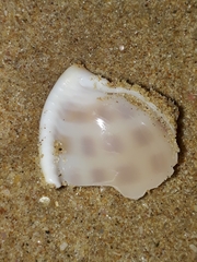 Phalium areola
