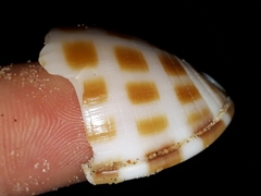 Phalium areola
